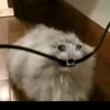 bohdanxd
