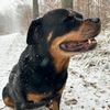 .cutest.rottweiler