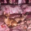 chihuahuamom74