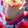 user2108613972637
