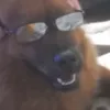 apenasumdogqualquer