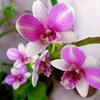 pangeran_orchid