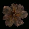 malak_saher8