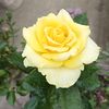 nilufa.islam32