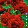 annekitchen56