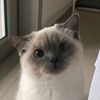 meowmeow_.meili
