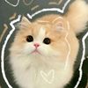 user41230110174234