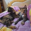 owner_cimoy_and_momoy