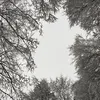 skz_livi