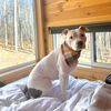 larrythepitty