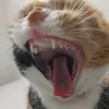 domunciocat2