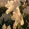 lidia_50007