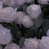 izusia_