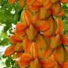 zaw.oo7486