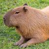 capybara3720