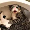 funnypetsoftiktok_fy