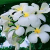 anh.ty61