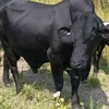 haza7761