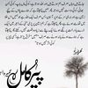 kazmi0656