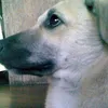 jzr.bones