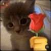chay49519