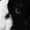 _tuog.wy