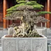 nambonsai4
