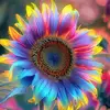 .sunflower309