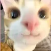 nonosesi5