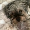 lucyasmrdog