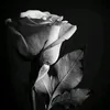 goca_1981