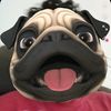 el_pepe_etesech4