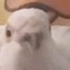 pigeonenemy1