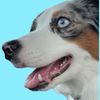 thesaucyaussie