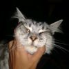 cellotipp.2