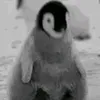 pingouin_n31