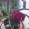 tu.phan995