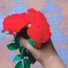 najim.bro1