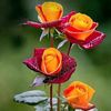 muhammad.haneef8473