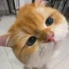 sweett.tyaaaa