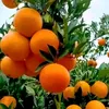zafarseed