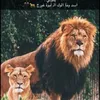rana.hadi.shakir