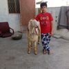 mehar.umar810