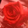 user8590243615706