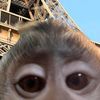 gabrou_