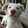giuseppe.pedrini