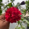 asma.aktar79