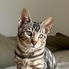 rexthetoyger