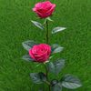 qaali.dumar2222
