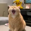 thanhthanhbang_